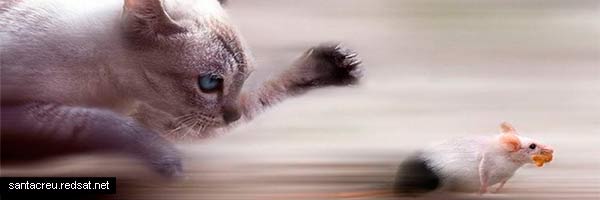 Los borregos, el gato y el ratón