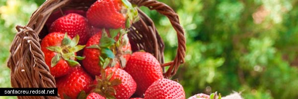 Las fresas hijas del regadío español